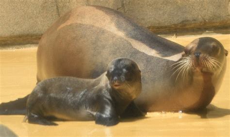 Japanese Sea Lion
