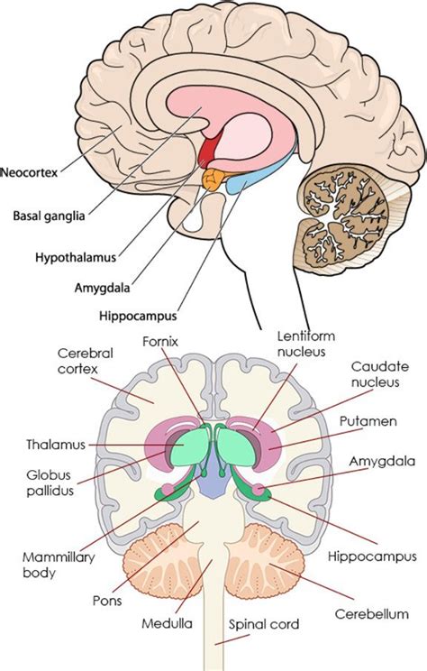 Amygdala Location In Brain