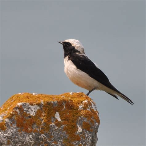 Bulgaria Bird Photos