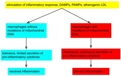 Biomedicines Free Full Text Macrophages In Health And Non