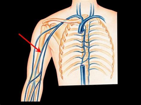 Anatomy Practical Venous Drainage Of Upper Limb Flashcards Quizlet