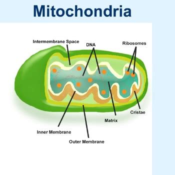 Mitochondria Structure by Fairytale Arrrt | TPT