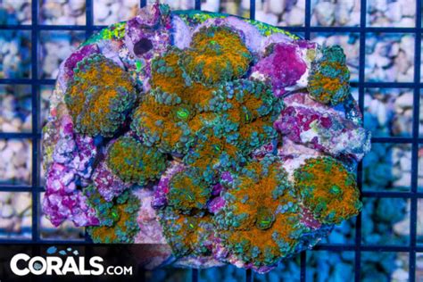 Smoking Hot Coral Update Must See Colonies Corals Reef Reef