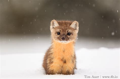 American Marten