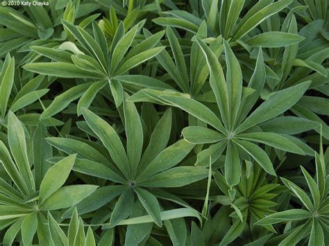 Lupinus Polyphyllus Large Leaved Lupine Minnesota Wildflowers