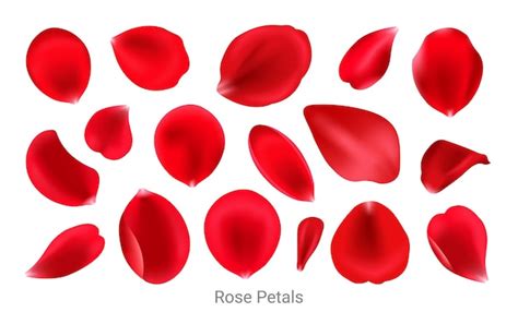 Premium Vector | Rose petals isolated set illustration