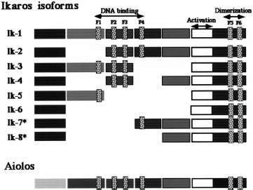 Schematic Representation Of Ikaros Isoforms And Their Similarities To