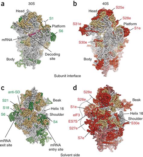 Bacteria And Eukaryote Specific Proteins And Rna Expansions Of The