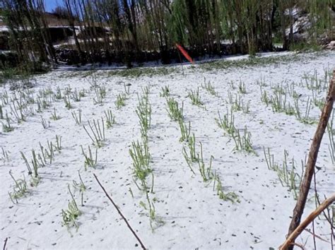 Granizada Caus Estragos En Yunchar