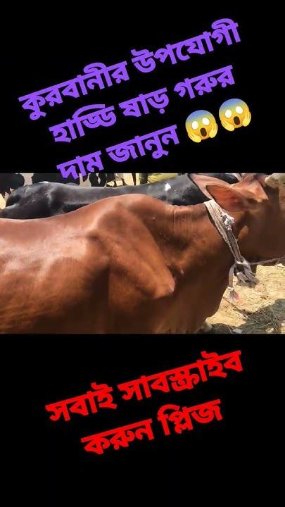 কুরবানীর উপযোগী হাড্ডি ষাড় গরুর দাম জানুন 😱😱 Cow Bigcow ভালো লাগলে