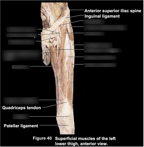 Posterior Leg Muscles Cadaver