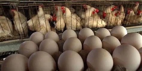 EFeedLink Poultry And Egg Prices Surge In India Due To Production