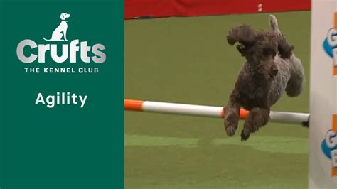 Agility Crufts Medium ABC And Intermediate Large Novice ABC Final