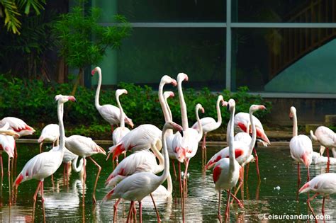 A Day At The Jurong Bird Park Singapore Leisure And Me