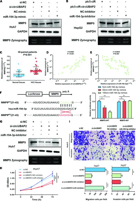 Circubap Promotes The Progression Of Hcc Through The Mir P Mmp