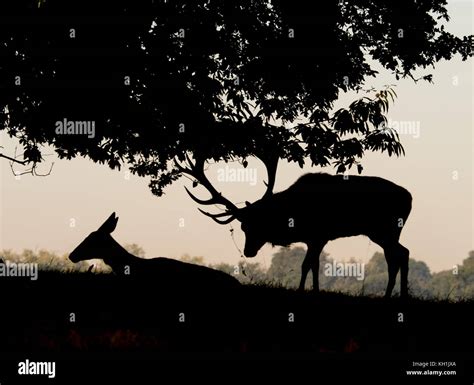 Richmond park wildlife 2016 Stock Photo - Alamy