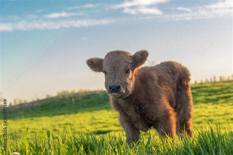 Scottish Highland Calf Stock Photo | Adobe Stock