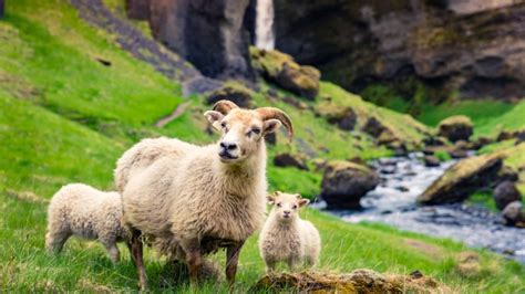 rettir  annual     icelandic sheep iceland travel guide