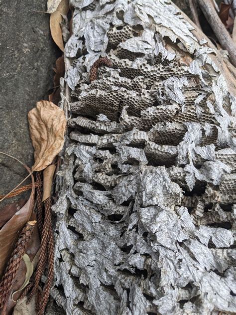 Paper Wasp Nest The Largest I Have Ever Seen I Am Still  Flickr