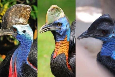 7 Fakta Kasuari Burung Yang Indah Namun Paling Mematikan