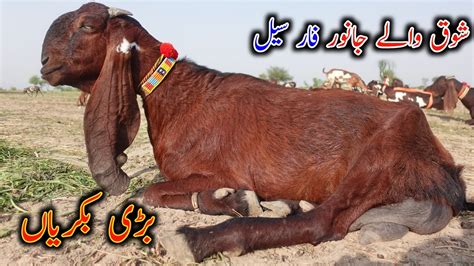 Ashraf Gujjar Goat Farm Sahiwal Giant Goats Youtube