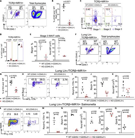 Bcl11b Is Positioned Upstream Of Plzf And Rorγt To Control Thymic