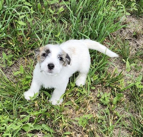 Jack Russel Terrier Puppies Nex Tech Classifieds