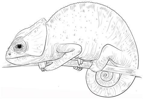 Chameleon Drawing Template At PaintingValley Explore Collection