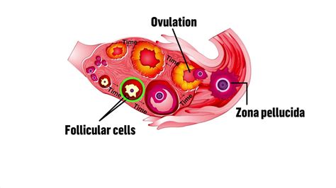 Structure Of A Mature Ovum YouTube