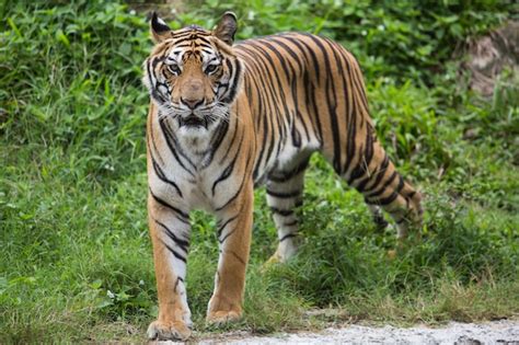 Premium Photo | Bengal tiger in forest