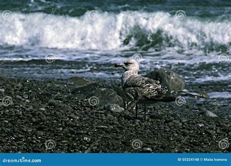 Gaviota De La Foto En Un Pebble Beach Foto De Archivo Imagen De Azul