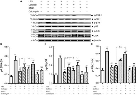 Catalpol Regulates Anti Apoptosis Through Camkii Dependent