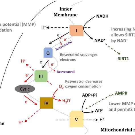 Influence Of Resveratrol On Oxidative Phosphorylation And Its Download Scientific Diagram