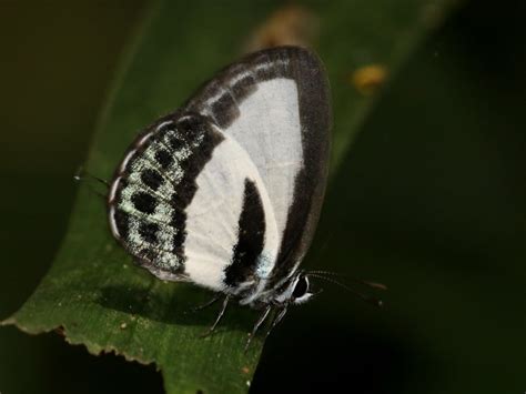 Nacaduba Cyanea Australian Butterflies