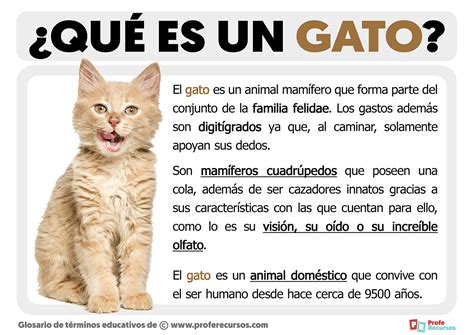 Qué es un Gato Definición de Gato