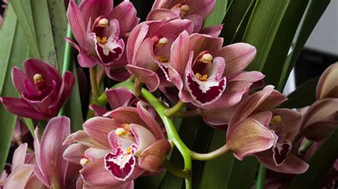 How To Grow And Care For Cymbidium Orchid Boat Orchids Rayagarden