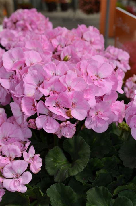 Pelargonium X Hortorum Fantasia® Shell Pink Zonal Geranium Garden