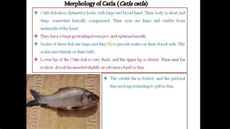 Identification Classification Habit Habitat And Economic Importance