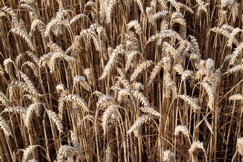 Banco de imagens natureza plantar campo Fazenda trigo grão país