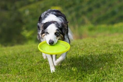 Border Collie Dog with Frisbee in a Meadow Stock Photo - Image of ...