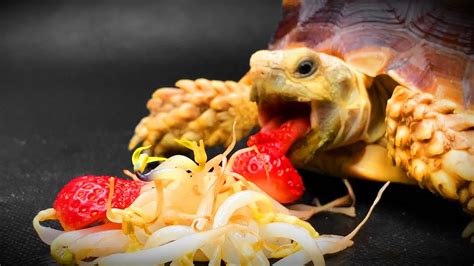 Turtles Tortoise Eating Sprouts And Strawberry Asmr Mukbang Food