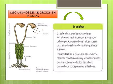 Nutrición en hongos y plantas PPT