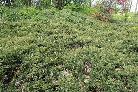 Juniper Repanda Juniperus Communis Repanda Growing Guides