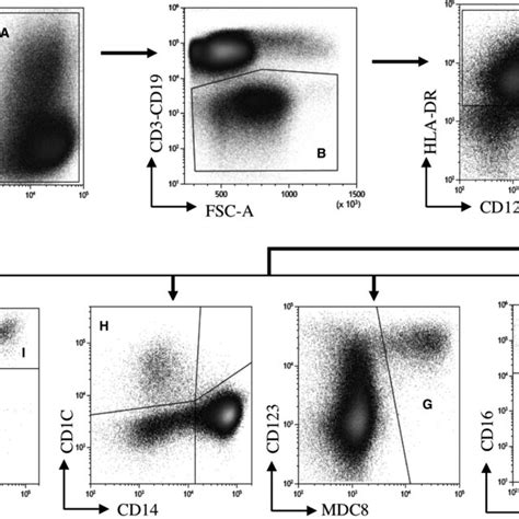 Gating Strategy For Analysis Of Lymphocyte Subpopulations Gating Of