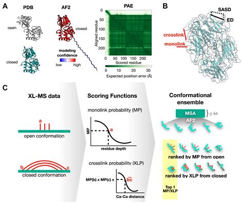 Modeling Flexible Protein Structure With AlphaFold2 And Crosslinking