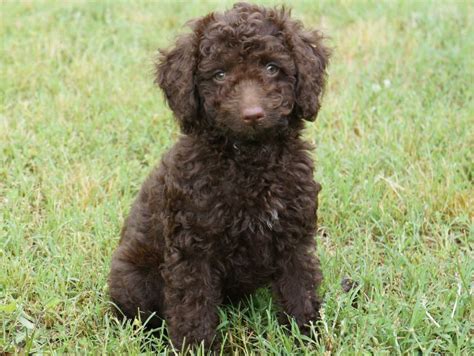 barkley-chocolate-mini-labradoodle (3) | Labradoodle miniature ...