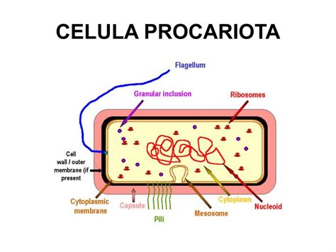 0 Celula Procariota Si Eucariota Ppt