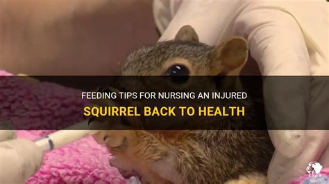 Feeding Tips For Nursing An Injured Squirrel Back To Health | PetShun