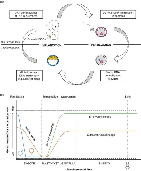 2 Lifestyle And Epigenetics Thoracic Key