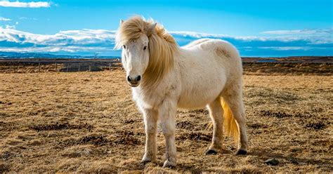 The Icelandic Horse | What Makes it Unique? | All About Iceland